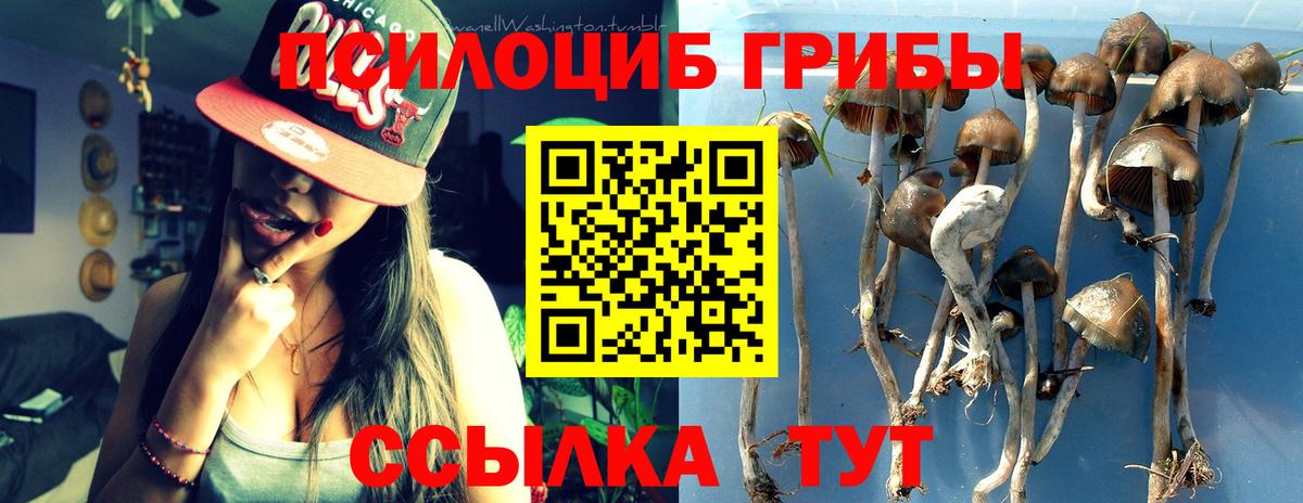 наркотики  Великий Новгород  Псилоцибиновые грибы прущие грибы 